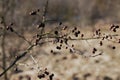 Branch of dried berries rowan Royalty Free Stock Photo