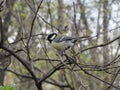 Early spring, a tit bird sits on a branch against a background of green branches