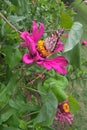 American Lady Butterfly Royalty Free Stock Photo