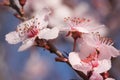 Early Spring Tree Blossoms