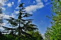 Tall trees under a blue sky Royalty Free Stock Photo