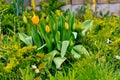 Early spring tulips in the garden