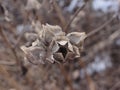 Early spring twig with flower seeds on a blurred background of dry foliage and snowdrifts