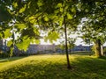 Early spring under oak tree leaves in Denmark Ishoj - Sunset shines through the leafs