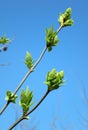 Early spring undeveloped lilac flowers