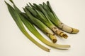 Early spring used in food plant Eremurus, cut without tubers with young lanceolate leaves Royalty Free Stock Photo