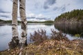 Early spring vegetation on the lake shore Royalty Free Stock Photo