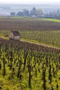 Early spring vineyards near Aloxe-Corton, Burgundy, France