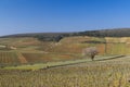 Early spring vineyards near Aloxe-Corton, Burgundy, France