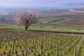 Early spring vineyards near Aloxe-Corton, Burgundy, France