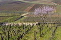 Early spring vineyards near Aloxe-Corton, Burgundy, France