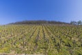 Early spring vineyards near Aloxe-Corton, Burgundy, France