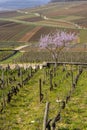 Early spring vineyards near Aloxe-Corton, Burgundy, France