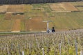 Early spring vineyards near Aloxe-Corton, Burgundy, France