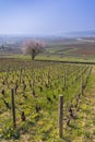 Early spring vineyards near Aloxe-Corton, Burgundy, France