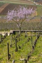 Early spring vineyards near Aloxe-Corton, Burgundy, France