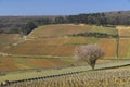 Early spring vineyards near Aloxe-Corton, Burgundy, France