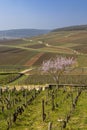 Early spring vineyards near Aloxe-Corton, Burgundy, France