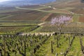 Early spring vineyards near Aloxe-Corton, Burgundy, France