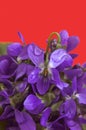 Violets flowers Royalty Free Stock Photo
