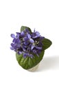 Early spring violets flowers Royalty Free Stock Photo