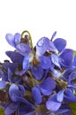 Early spring violets flowers Royalty Free Stock Photo