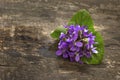 Spring violets flowers Royalty Free Stock Photo