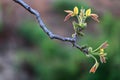In early spring, the walnut tree just issued tender leaves
