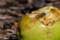 Yellow jacket wasp eating sweet apple that has fallen from the tree and is decaying