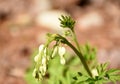 Early Spring with a White Bleeding Heart Flower Royalty Free Stock Photo