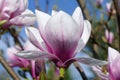 Early spring white-pink magnolia blossoms 01 Royalty Free Stock Photo