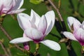 Early spring white-pink magnolia blossoms 07 Royalty Free Stock Photo