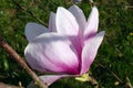 Early spring white-pink magnolia 05 Royalty Free Stock Photo