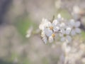 Early Spring wild bloomming Cherry tree flowers Royalty Free Stock Photo