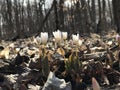 Early spring wildflowers. Bloodroot. Royalty Free Stock Photo