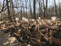 Early spring wildflowers. Bloodroot. Royalty Free Stock Photo