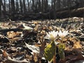 Early spring wildflowers. Bloodroot. Royalty Free Stock Photo