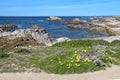 Early spring wildflowers near Asilomar State beach in Pacific Gr