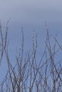 In early spring willow branches with white buds grow up Royalty Free Stock Photo