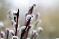 Willow twigs on the window in a vase Royalty Free Stock Photo
