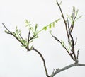 Early Spring Wisteria Bonsai Sprouts, Close Up Royalty Free Stock Photo