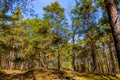 Early spring wood landscape of mixed thicket in Kampinos Forest in Palmiry near Warsaw in Poland Royalty Free Stock Photo