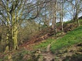 Early spring woodland scene with a hillside path between trees with budding leaves and ferns with fallen branches and moss covered