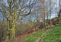 Spring woodland scene with a hillside path between trees with budding leaves and ferns with fallen branches and moss covered