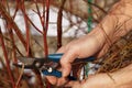 A pruning shears in the gardener`s hand. Early spring work in the garden - pruning shrubs Royalty Free Stock Photo