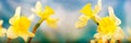 Early Spring Yellow Daffodils Royalty Free Stock Photo