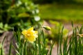 Early Spring Yellow Daffodils.Flowering daffodils. Blooming yellow narcissus flowers. Spring flowers. Shallow depth of Royalty Free Stock Photo