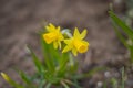 Early Spring Yellow Daffodils.Flowering daffodils. Blooming yellow narcissus flowers. Spring flowers. Shallow depth of Royalty Free Stock Photo