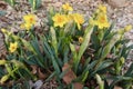 Spring Daffodils Royalty Free Stock Photo