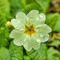 Early Spring Yellow Flower with Dew Drops - Fresh Nature Botanical Close-up Royalty Free Stock Photo